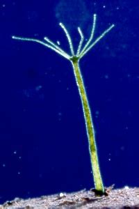 Hydra - The Digestive System in the Nine Phyla