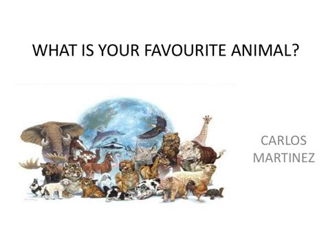 What Is Your Favourite Animal