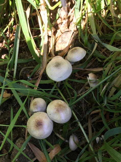 Copelandia Panaeolus Cyanescens Mushroom Hunting And