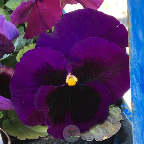 Pansy Viola X Wittrockiana Colossus Purple With Blotch In The Violas