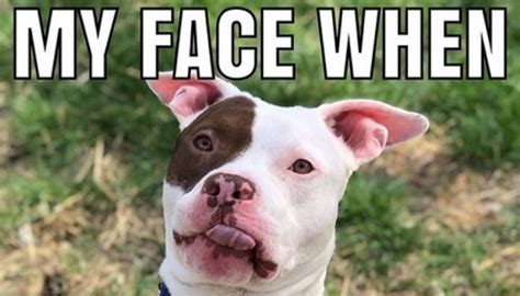 The 15 Funniest Pitbull Memes Of The Week Petpress