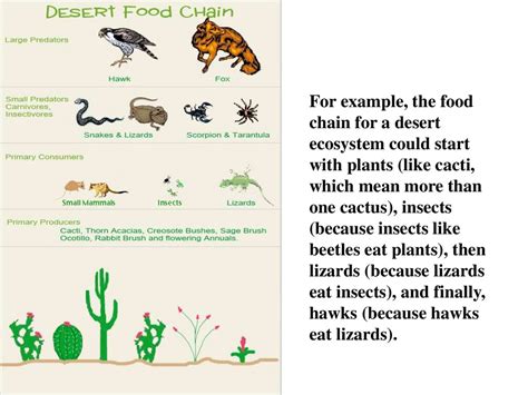 Desert Ecosystem Food Chain Diagram Draw Thevirtual