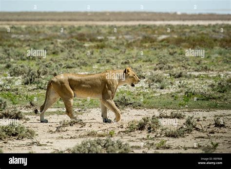 Strong And Powerful Wild Lioness On The Prowl In Africa Stock Photo Alamy