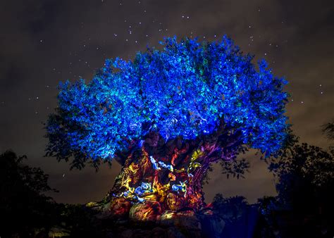 Video Aerial Drones Used For Special Tree Of Life Awakening At Animal