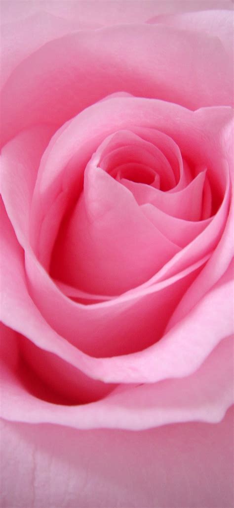 Close Up Photo Of Pink Rose Iphone Wallpapers Free Download