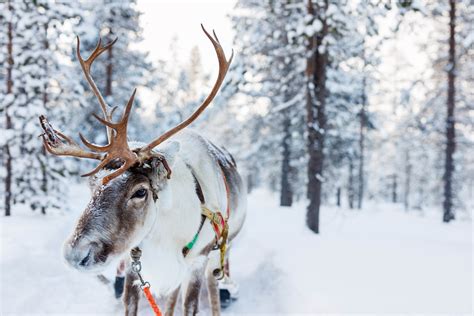 What Makes Reindeer Antlers Unbreakable •