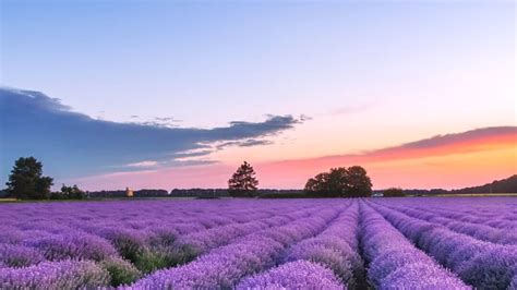 Lavender Field Sky