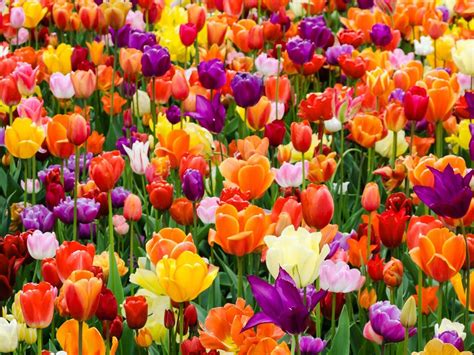Growing Tulip Bulbs How To Plant And Care For Tulips