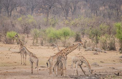 Giraffa In The Savanna Of In Zimbabwe South Africa Stock Image Image