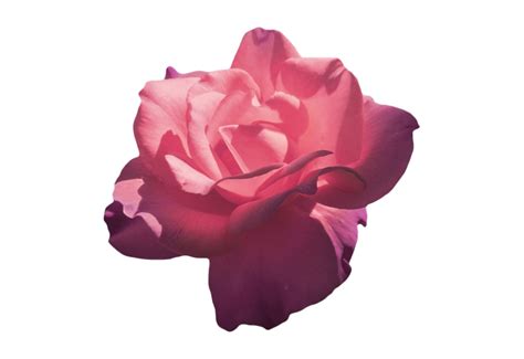 Aesthetic Flower Png Clipart Png All