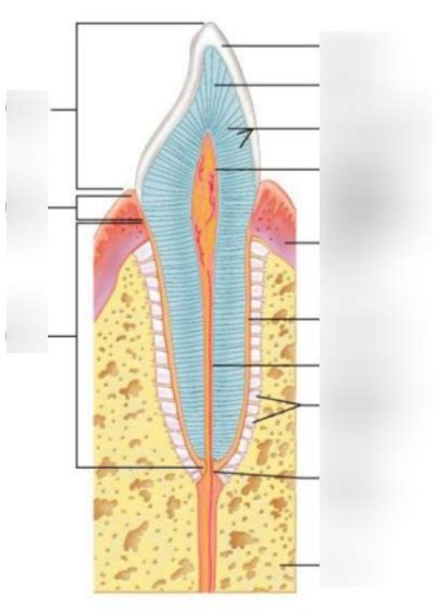 Tooth Structure Diagram Quizlet