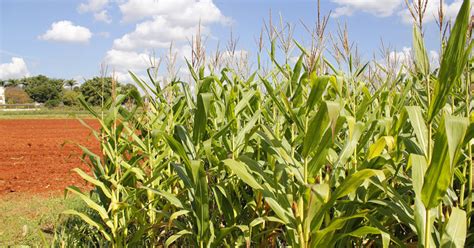 Fgv Sp Um Agricultor Interessado Em Aumentar