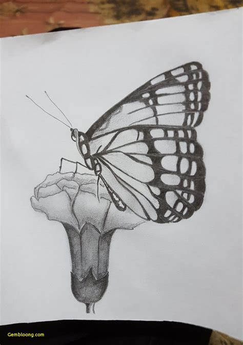 Butterfly On Flower Drawing At Explore Collection