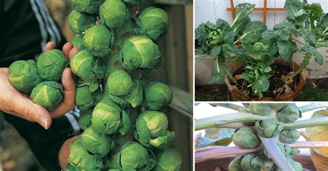 Growing Brussels Sprouts In Containers How To Grow Brussels Sprout In