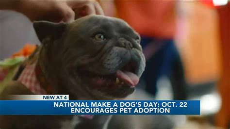 National Pet Adoption Day 2020 Anna Blog