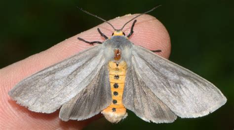 Maryland Biodiversity Project Milkweed Tussock Moth Euchaetes Egle