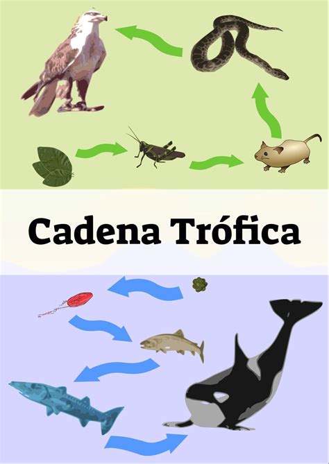 Cadena Tr Fica Nivel Tr Fico Cadenas Ecosistemas