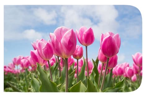 We did not find results for: How to round the edges of an image using Adobe Photoshop ...