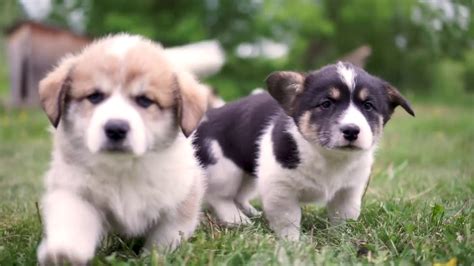 Give a puppy a forever home or rehome a rescue. Corgi-Shepherd-Husky Puppies - YouTube