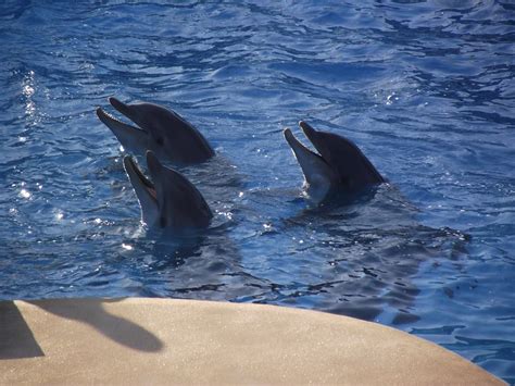Le parc est dédié à l'univers d'astérix et son compagnon obélix, héros de livres d'astérix créés en le parc offre également plusieurs spectacles tels que le delphinarium avec ses ballets aquatiques. Transfert Imminent de Deux Dauphins du Parc Astérix en ...
