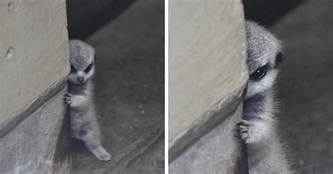Japanese Photographer Captures A Shy At First Baby Meerkat And Its