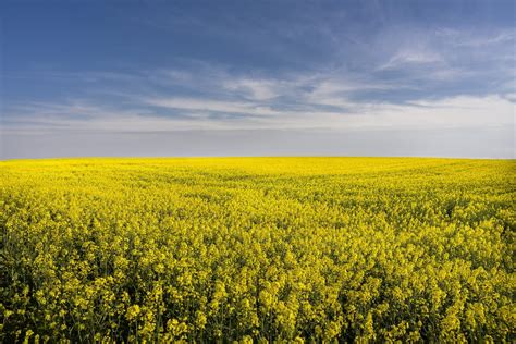 Nature Rapeseed Hd Wallpaper