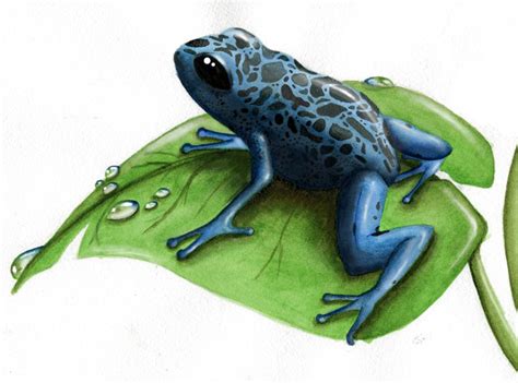 Poison Dart Grenouille Png Clipart Png Mart