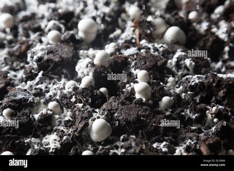 Small Just Grown Champignons In A Soil On A Mushroom Production Plant