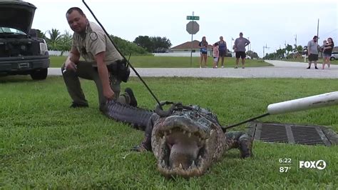 Nine Foot Gator Removed From Sewer