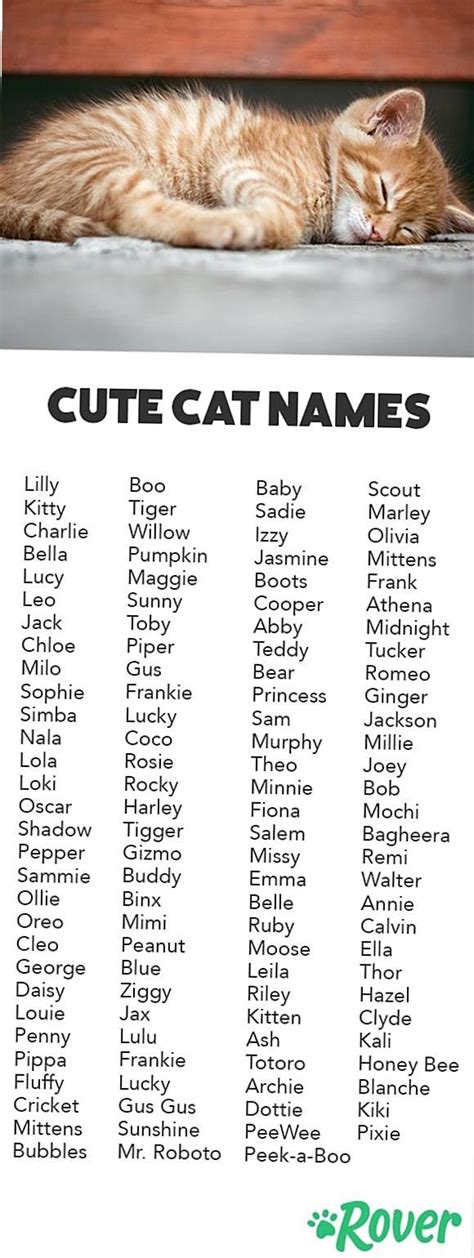 Best Photos Male Grey Cat Names Best Male Female
