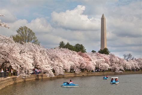 5 Things You Need To Know About The National Cherry Blossom Festival