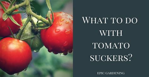 What Do You Do With Tomato Suckers Epic Gardening