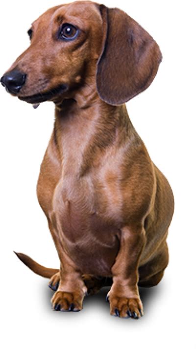 Dachshund Png Transparent Image Download Size 400x714px