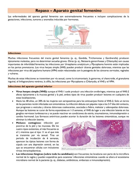 Repaso Capitulo Patologia Semana Repaso Aparato Genital Femenino La S Enfermedades