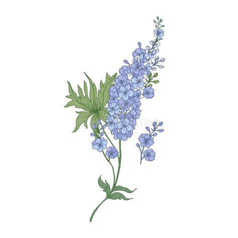 How To Draw Larkspur Flower Over 90 Larkspur Pictures To Choose From