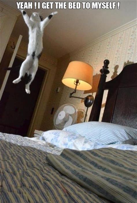 Funny Cat Jumping On The Bed Dump A Day