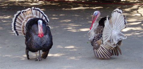 Turkey Dance Free Photo Download Freeimages
