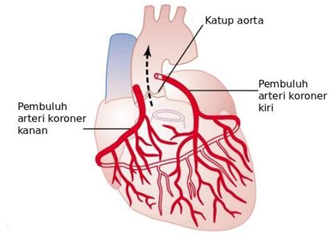 Organ ini berfungsi sebagai pompa yang mengalirkan darah ke seluruh tubuh kita. Penyakit Jantung Koroner (CAD): Gejala, Penyebab, & Cara Mencegah