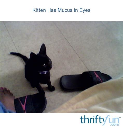 Kitten Has Mucus In Eyes Thriftyfun