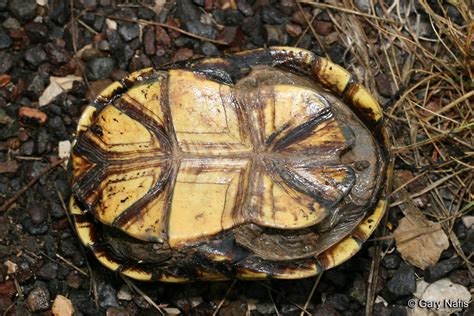 Yellow Mud Turtle Kinosternon Flavescens