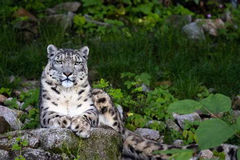 Evénement à La Découverte Des Panthères Des Neiges Parc Zoo Du Reynou