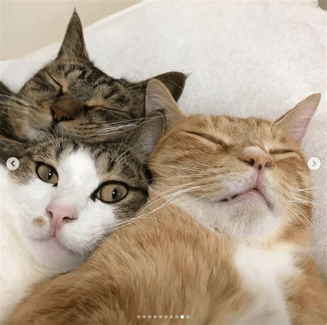 These 3 Adorable Cats Not Only Love To Nap Together But Take Selfies