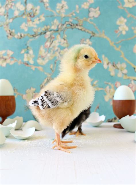 Spring Baby Chick Photos We Got A New Batch Of Chicks Dans Le
