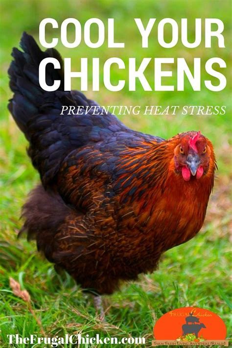 Dont Let Hot Weather Get Your Flock Down Read This To Know How To