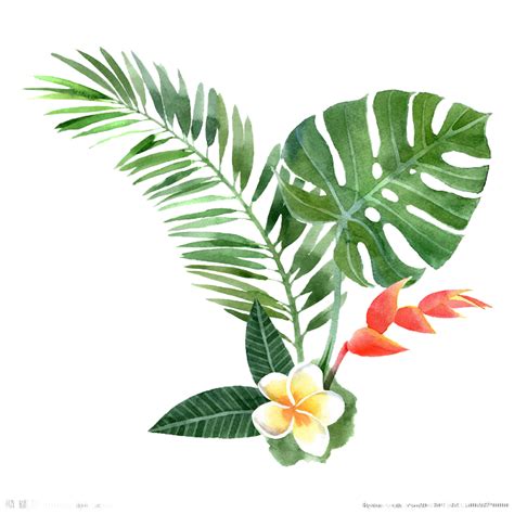 Palm Tree Drawing 658658 Transprent Png Free Download