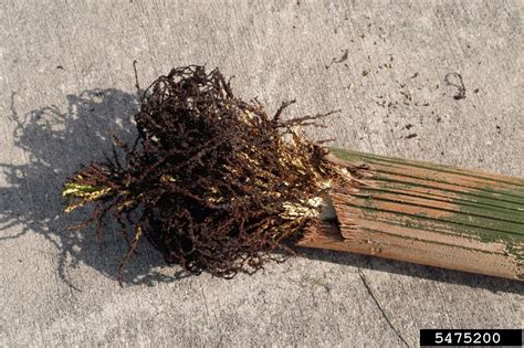 boron deficiency on queen palm (Syagrus romanzoffiana ) - 5475200