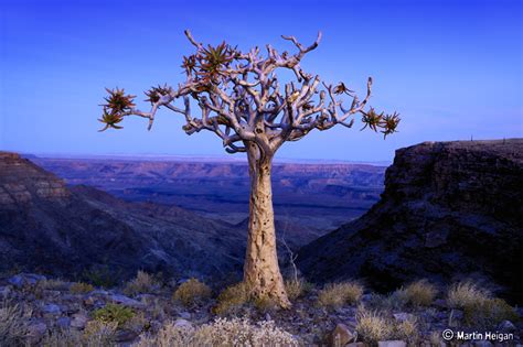 Top Iconic African Trees Natural World Earth Touch News
