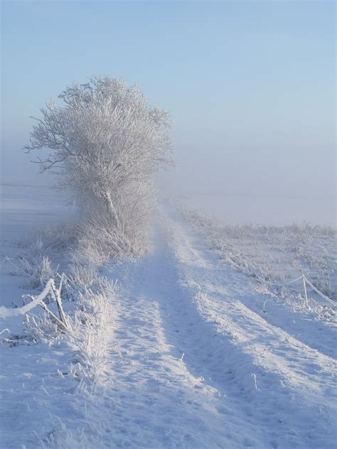 Free Images Landscape Nature Path Cold White Sunlight Frost