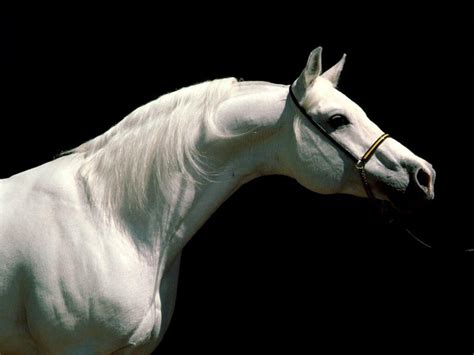 Arabian Horse Wallpapers Wallpaper Cave