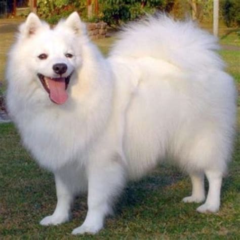 20 Best Indian Dog Breeds You Should Check Out 𝗨𝗟𝗧𝗜𝗠𝗔𝗧𝗘